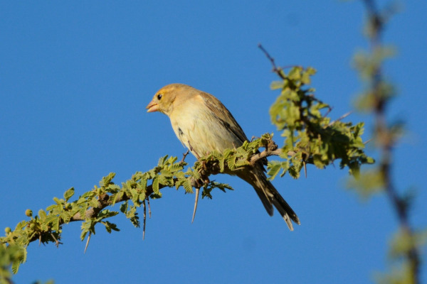 Yellow-rumped Sparrow