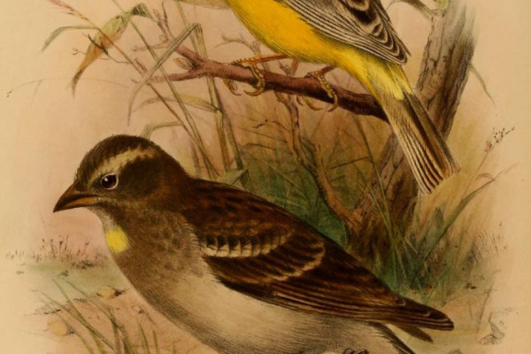 Yellow-rumped Sparrow