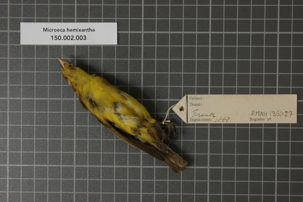 Yellow-rumped Thornbill