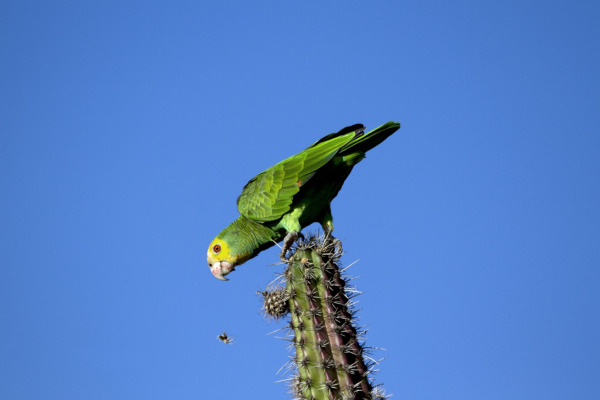 Yellow-shouldered Amazon