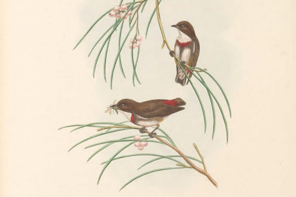 Yellow-sided Flowerpecker