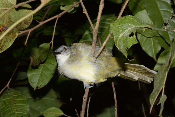 Yellow-streaked bulbul