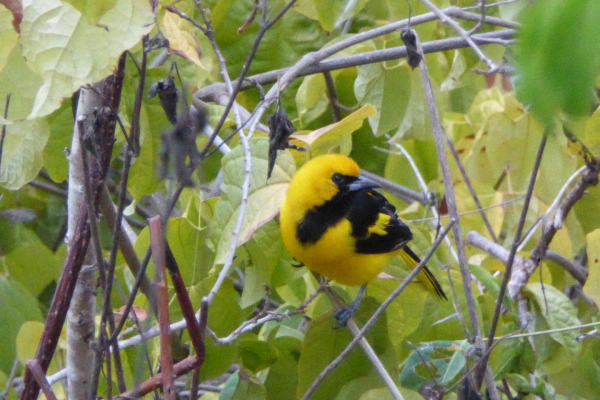 Yellow-tailed Oriole