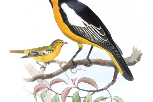 Yellow-tailed Oriole