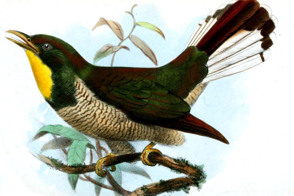 Yellow-throated Bronze Cuckoo