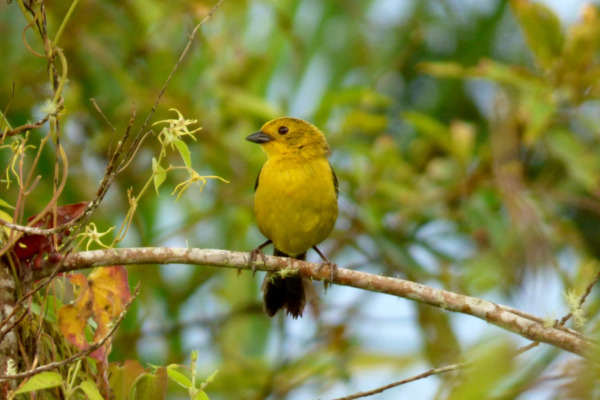 Yellow-throated Brush Finch
