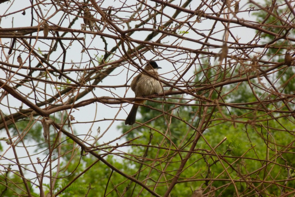 Yellow-throated Bulbul