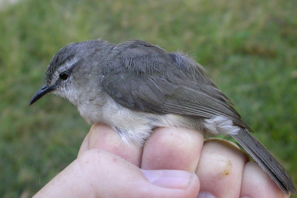 Yellow-throated Bulbul