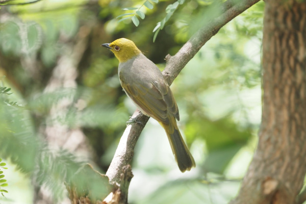 Yellow-throated Bulbul