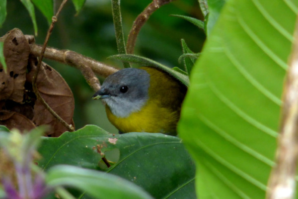 Yellow-throated Chlorospingus