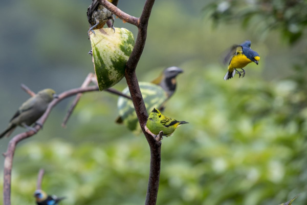Yellow-throated Euphonia