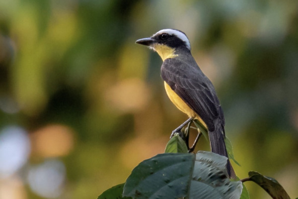 Yellow-throated Flycatcher