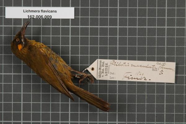 Yellow-throated Honeyeater