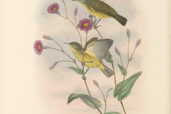 Yellow-throated Honeyeater