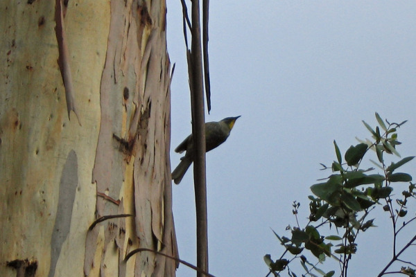 Yellow-throated Miner