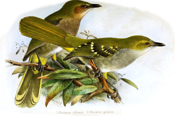 Yellow-throated Nicator
