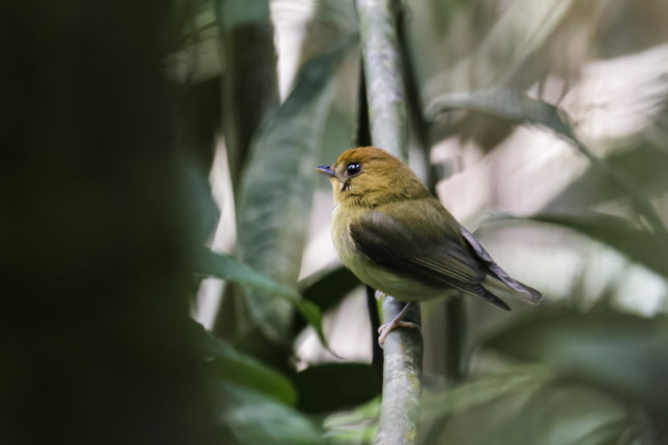 Yellow-throated Spadebill
