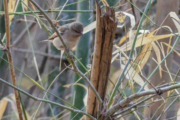 Yellow-throated Sparrow