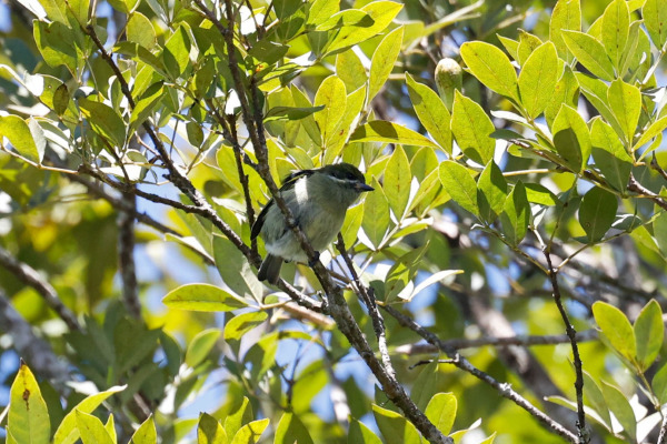 Yellow-throated Tinkerbird