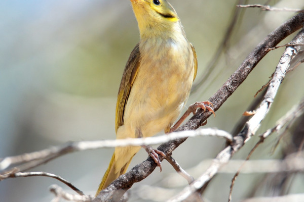 Yellow-tinted Honeyeater