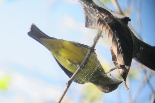 Yellow-tufted Dacnis