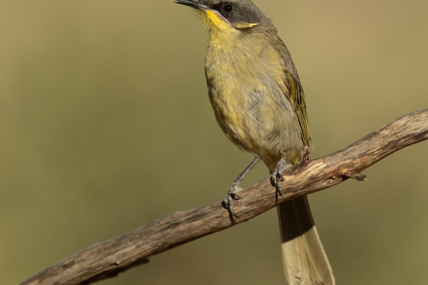 Yellow-tufted Honeyeater