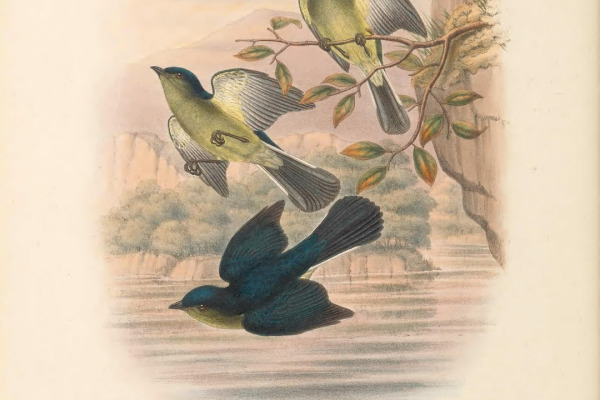 Yellow-tufted honeyeater