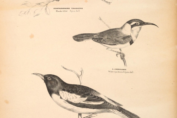Yellow-tufted honeyeater