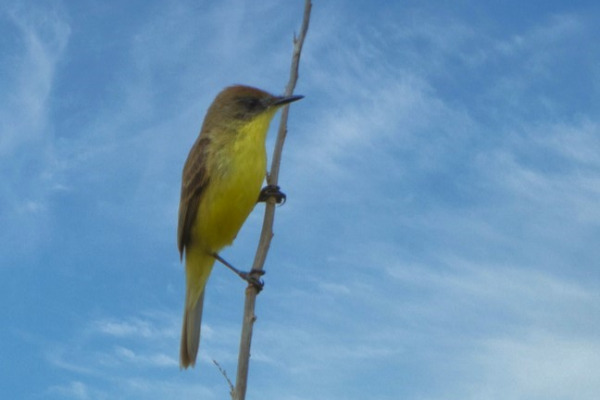 Yellow Tyrannulet