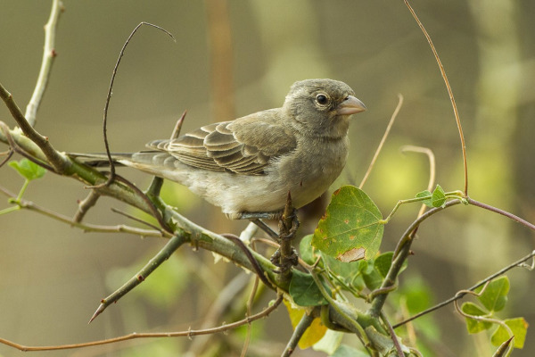 Yellow-vented Bulbul