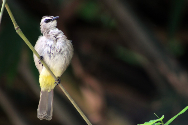 Yellow-vented Bulbul