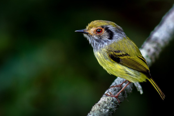 Yellow-vented Purpletuft