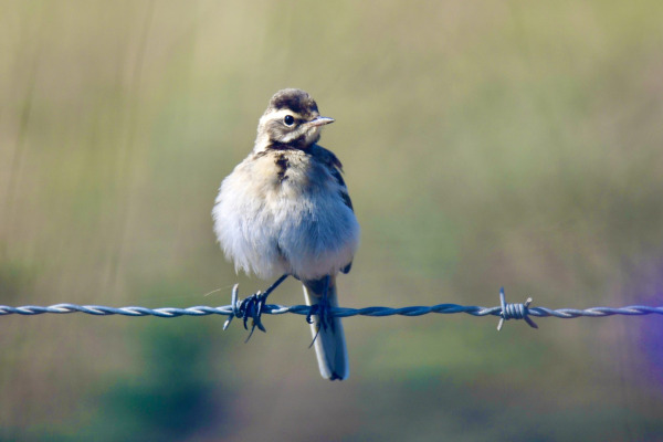 Yellow Wagtail