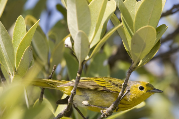 Yellow Warbler