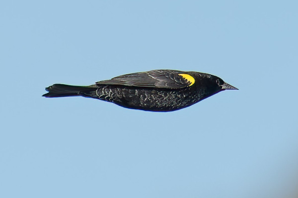 Yellow-winged Blackbird