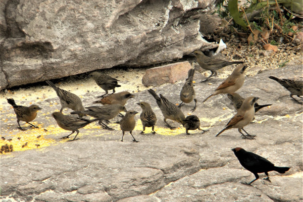 Yellow-winged Blackbird
