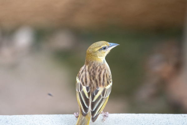 Yellow-winged Widowbird