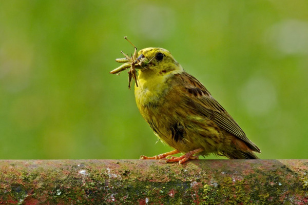 Yellowhammer