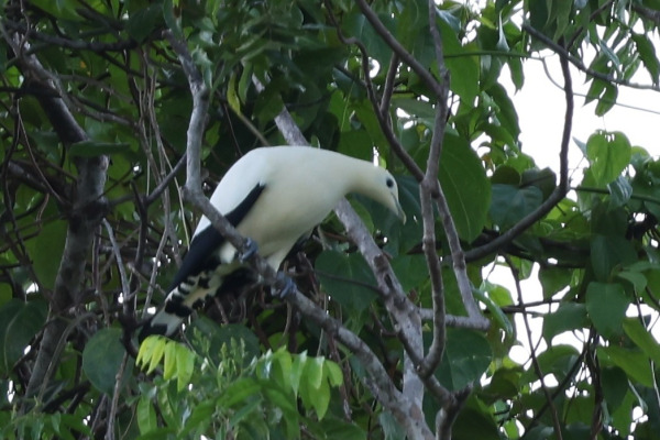 Yellowish Imperial Pigeon