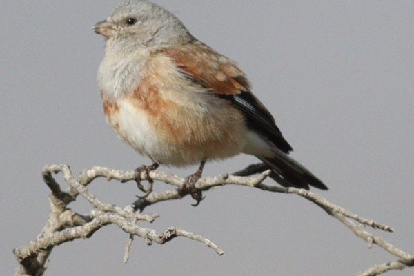 Yemen Linnet