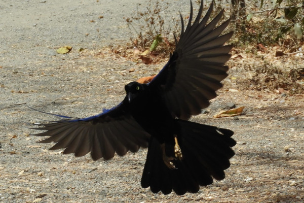 Yucatan Jay