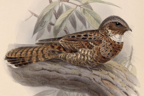 Yucatan Nightjar