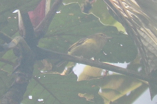 Yucatan Vireo