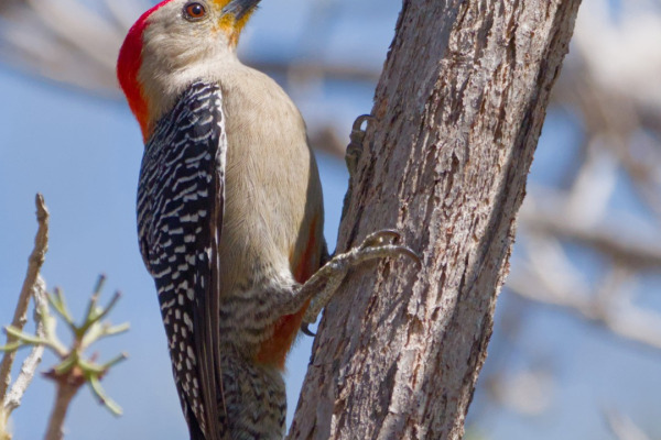 Yucatan Woodpecker
