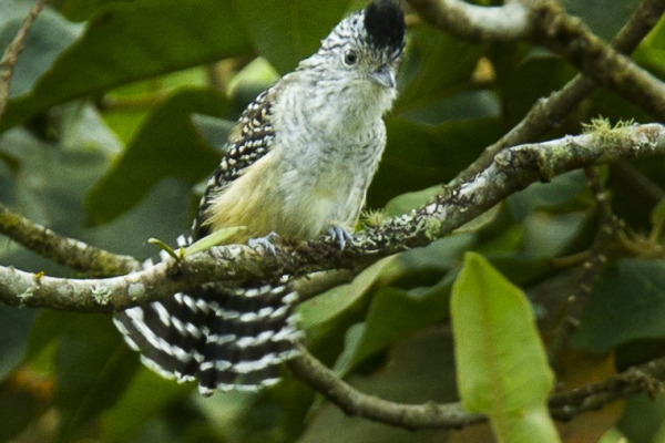 Zarumae Antshrike