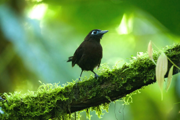 Zeledon's Antbird