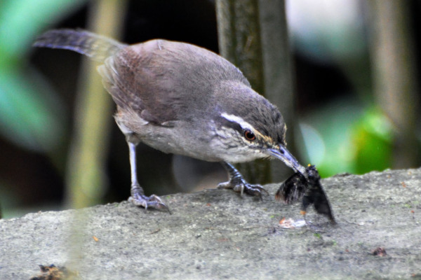 Zeledon's Wren