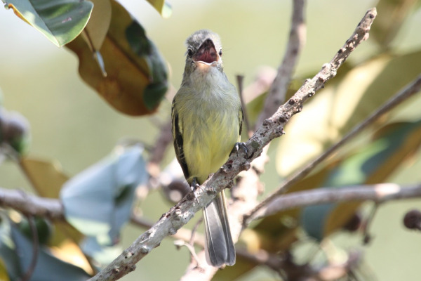 Zimmer's Tody-Tyrant