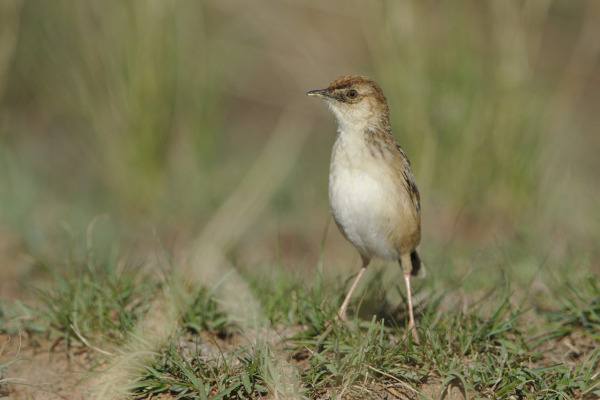 Zitting Cisticola