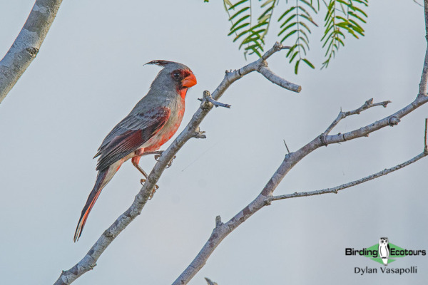 Pyrrhuloxia